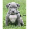  American Pitbull Terrier Welpen (Bully Type)