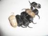 Süße Rennmäuse,  Gerbils vom Clan of little runners suchen dich !