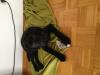 Labrador Tyson sucht ein neues Zuhause! 
