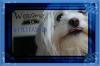 Sky Pet Fashion - Individuelles Zubehör für Ihren Vierbeiner - 