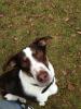 hundetraining,  einzel und gruppenunterricht, welenstunde, sozialisierung, themenabe