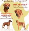 Rhodesian Ridgeback Welpen Wurfankündigung um den 16. Mai 2013