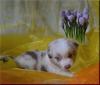 Australian Shepherd Welpen mit ASCA Papieren