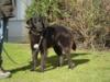 Mayla,  mögl. Flat Coated Labrador-Groenendael)-Mischling,  weiblich,  geb. ca. 2/ 2