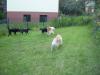 Betreuung,  Hotel Hundetraining bvl & Tierpension Dominik Lang