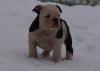 Ganz Besondere Englische Bulldoggen