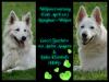 Welpenerwartung Weisse Schäferhunde 2013