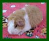 Junge US-Teddy Meerschweinchen