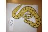 Verkaufe BumbleeBee,  Piebald,  Pinstripe,  HC Albino ENZ 2012