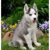 100% Reinrassige Siberian Husky Welpen mit VDH/  DCNH/  FCI-Papier