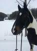 süßer criollowallach sucht dich :) 