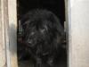 Blacky   eine der 12 Hundeseelen. Er ist ein kleiner Clown   von der Welt kennt 