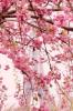 Der Frühling ist da und mit ihm starten unsere Französisch-,  Russisch- und Deuts