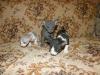 SELTEN Exclusive,  reinrassige Cornish Rex Babys Kitten - CHOCOLATE BLUE BLACK/ WH