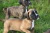 Boxerwelpen m. Pap.,  gestromt und rot,  WT 17.02.2013