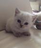 BKH Tabby Point Katerchen