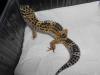 0, 1 Leopardgecko aus 2012