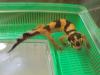 Leopardgecko NZ 2012
