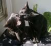 Cyrus & Hannibal zwei Brüder!