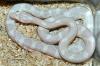 Kornnatter (Pantherophis guttatus)