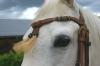 Westernstall hat Boxen frei