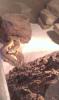 Berber Skinks inkl. Terra abzugeben
