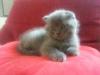 wunderhübscher Scottish Fold Kater 9 Wochen alt