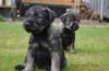 Mittelschnauzerwelpen schw.Pfeffer/ Salz
