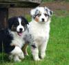 Australian Shepherd Welpen mit ASCA-Papieren aus gewissenhafter Hobbyzucht such