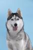 Reinrassige Siberian Husky Welpen aus FCI-Zucht,  D-Wurfplanung für Herbst/ Winter