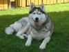 Reinrassige Siberian Husky Welpen aus FCI-Zucht,  D-Wurfplanung für Herbst/ Winter