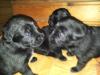 süsse Labradorbabys 