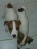 Liebevolle,  hübsche Jack Russell Welpen (langbeinig)