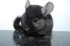 Chinchilla,  DT. Nachzucht