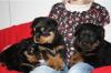 Rottweiler - Welpen aus ADRK-Leistungszucht