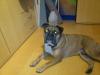 Old English Bulldog,  kein Kampfhund!! 5 Jahre alt - Kinderlieb und mit Papieren