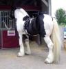 Toller Tinkerwallach,  7 Jahre,  Tinker,  geritten und gefahren