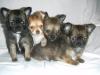 Süße Bildschöne und Reinrassiger,  typvoller Chihuahua Welpen