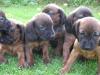 bayerische gebirgsschweißhunde