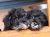 Zwergschnauzer Welpen schwarz-silber ,  Kennel mit Qualitätsiegel !