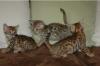 MiniLeoparden BengalKatzen mit Papieren