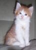 Maine Coon - Mix - Katerchen ab sofort abzugeben!