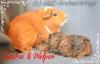 Ridgebacks von den  Stars with Broken Wings 
