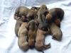 5 Rhodesian Ridgeback Rüden zu verkaufen