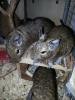 Degu Weibchen