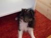 Sheltiewelpen in tric. m. Papieren