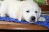 Cremefarbene Golden Retriever Welpen