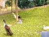 2/ 2 Laufenten aus Naturbrut