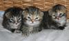 Verschmuste Sibirische Katzenkinder