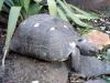 Biete Testudo marginata (Breitrandschildkröten) Eierlegende Weibchen